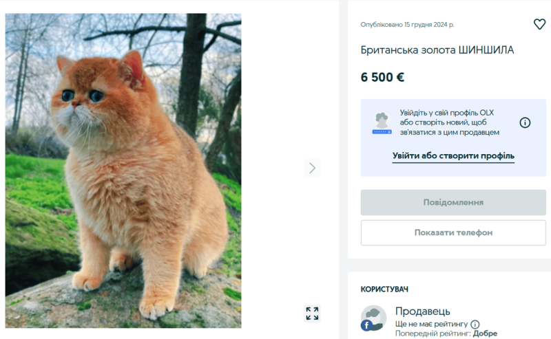 Чотирилапа еліта — скільки коштують дорогі породи котів на OLX