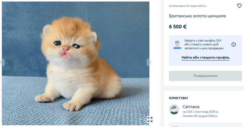 Елітні породи котів — за скільки продають розкішних тварин на OLX