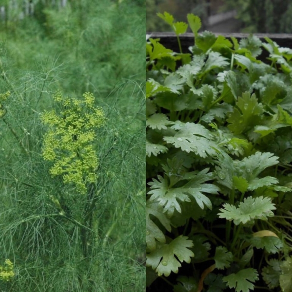 Що посадити біля перцю на городі для гарного врожаю — поради