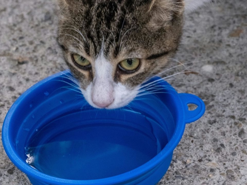 Скільки води на день повинна випивати кішка, яка харчується сухим кормом