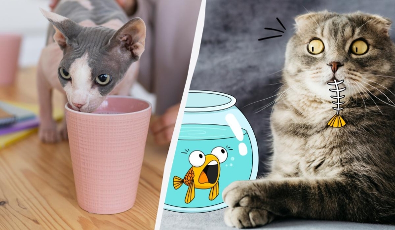 10 продуктів, які категорично не можна давати котам: ви здивуєтеся