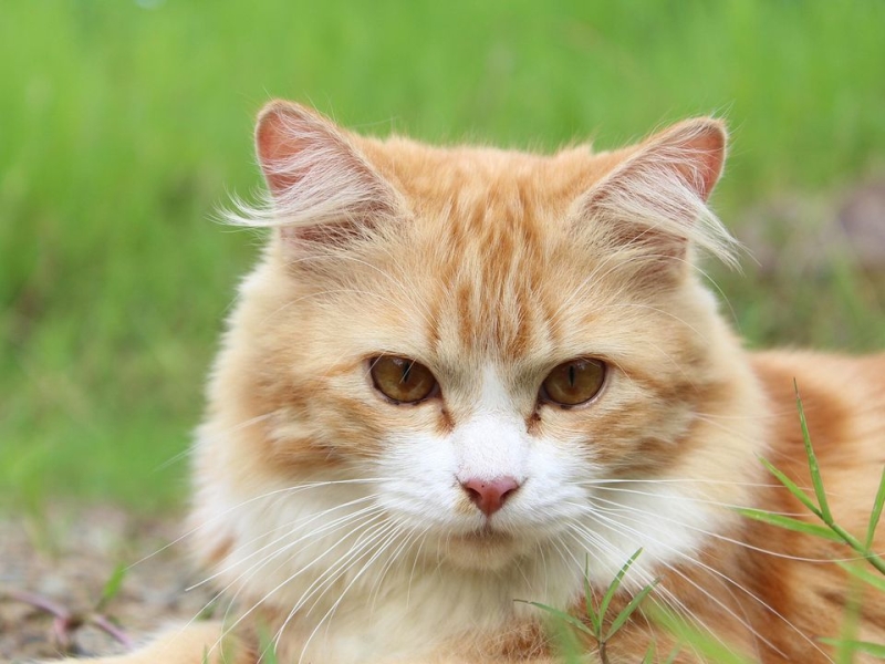 Що робити, якщо кота вкусила бджола чи оса? Як розпізнати алергію?