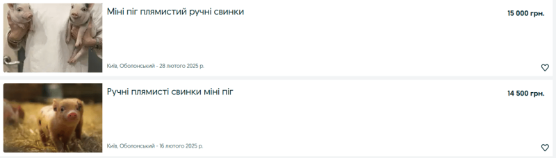 Скільки коштують декоративні свинки в Україні — ціни на OLX